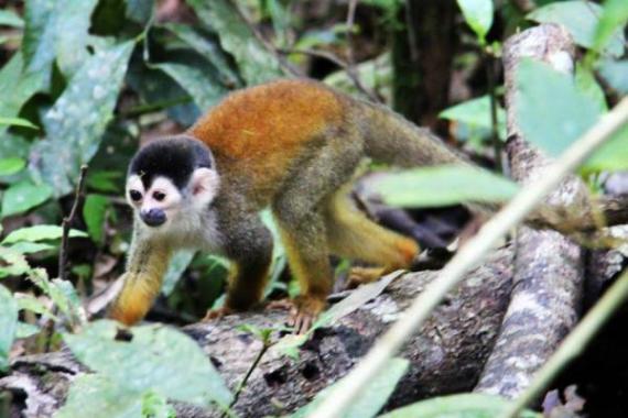 Un Squirrel Monkey du Corcovado