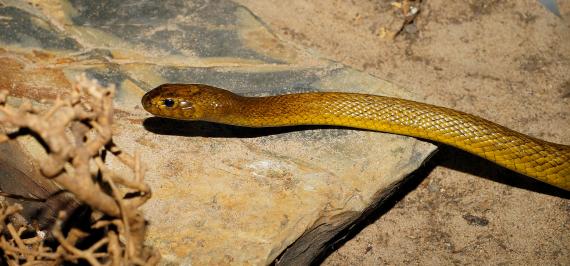 Taipan du désert en Australie