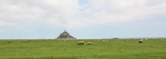 Moutons des prés salés