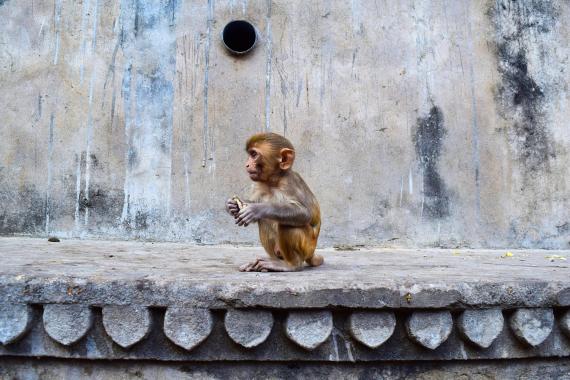 Temple des Singes