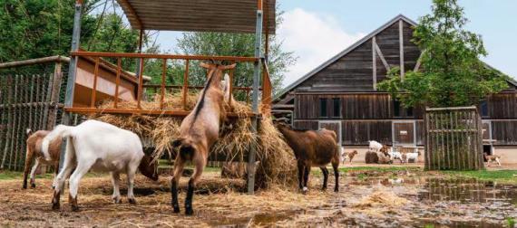 Ferme pédagogique Center Parc