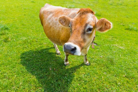 Vache allemande ou française ?