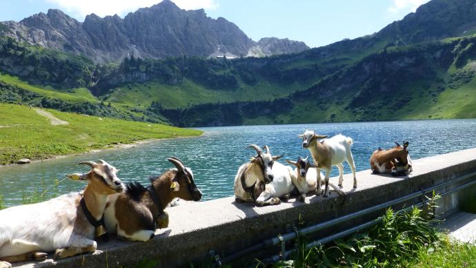 Image bucolique du Tyrol