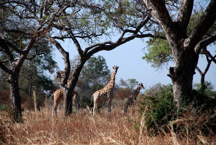 Parc National de Waza