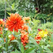 Jardin de Claude Monet