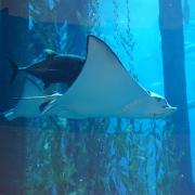 Dubai Aquarium & Underwater Zoo