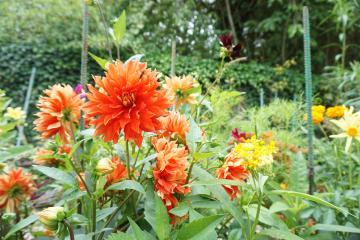 Jardin de Claude Monet