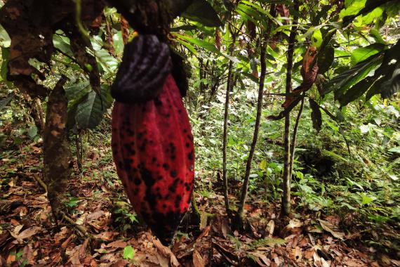 Cabosse de cacao