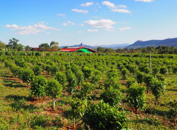 La ferme du Plateau des Bolovens, dans le Sud du Laos