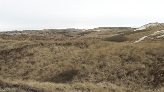 Les dunes de Sondervig