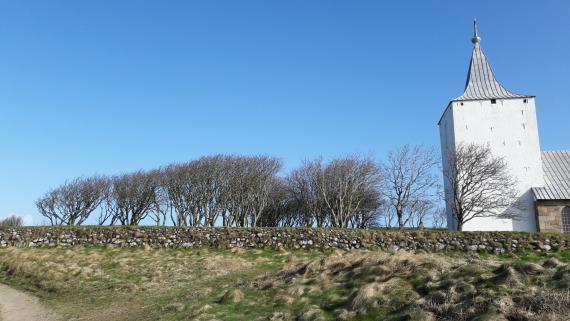 Les arbres sculptés par les vents dominants