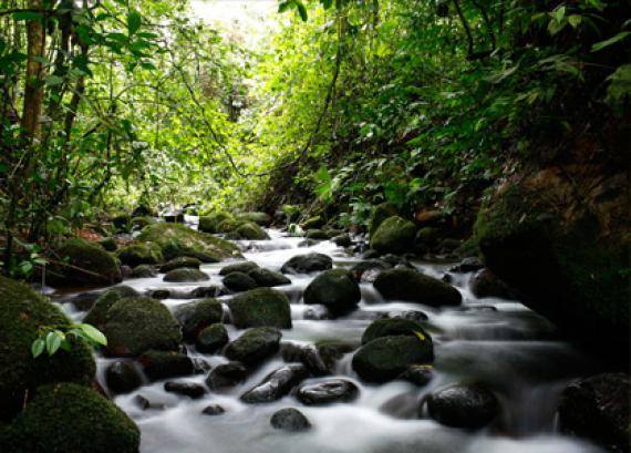 Forêt équatoriale d'Amazonie