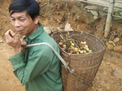 L'homme aux litchis, Pu Luong