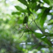 Parc national de Khao Yai