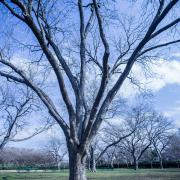 Arboretum de Dallas