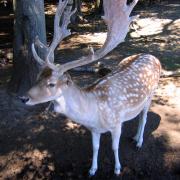 Oaklawn Farm Zoo