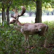 Phoenix Park