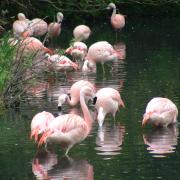 Zoo de Dublin