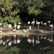 Zoo de Lyon