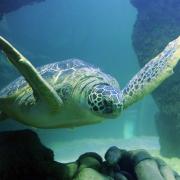 Aquarium Sea Life Paris