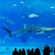 Les meilleurs aquariums du monde