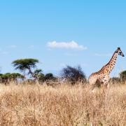 Meilleures agences de voyage et safari en Tanzanie