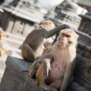 Swayambhunath (Temple du singe)