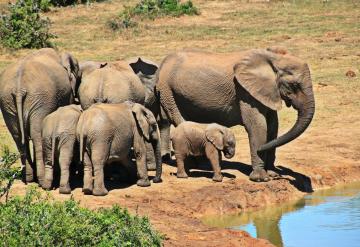 Parc National Kruger