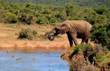 Parc national des éléphants d'Addo