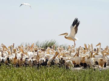 Parc national des oiseaux de Djoudj