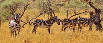 Parc national du Serengeti