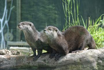 Zoo de Schönbrunn