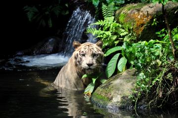 Zoo de Singapour Mandai