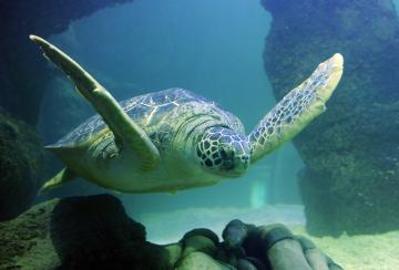 Aquarium Sea Life Paris