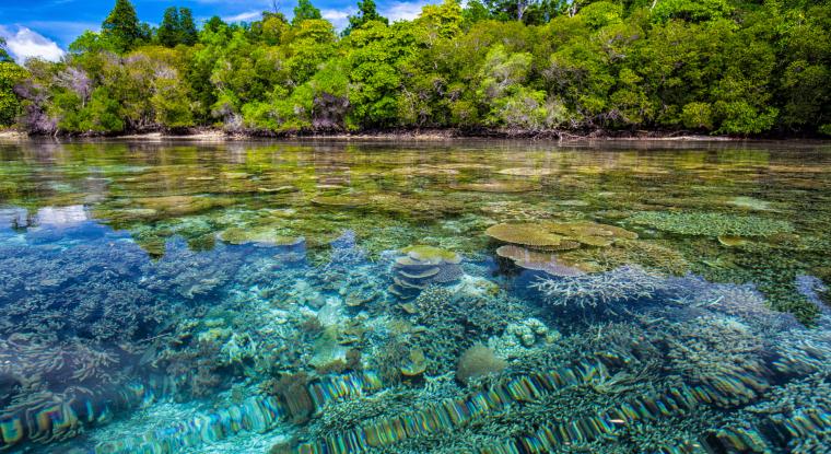 Corail Halmahera