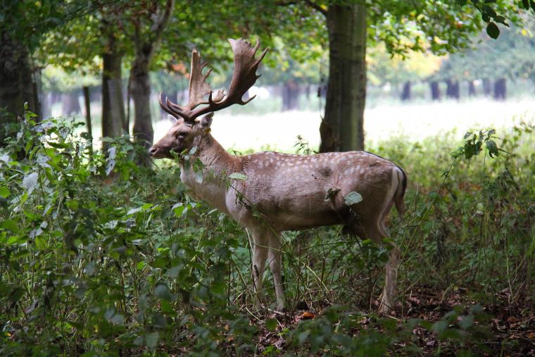 Phoenix Park