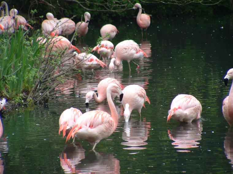 Zoo de Dublin