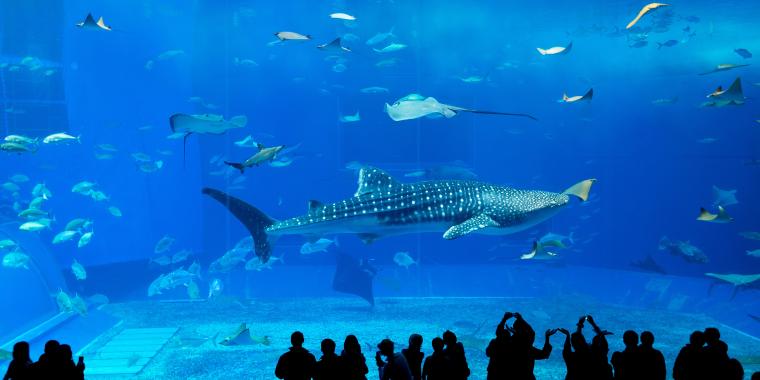 Aquarium Churaumi d'Okinawa