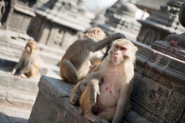 Swayambhunath (Temple du singe)