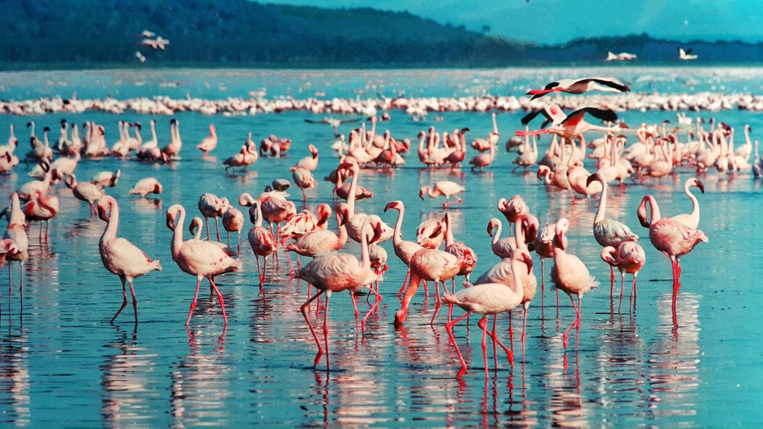 Flamants roses du Lac Nakuru