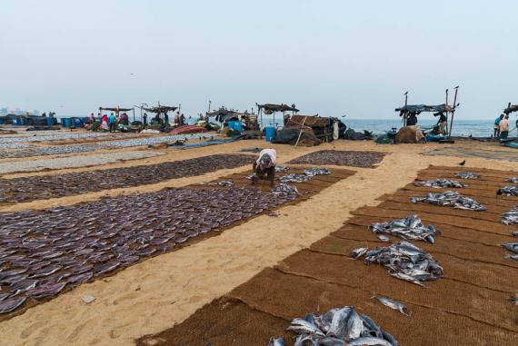 Marché aux poissons de Negombo