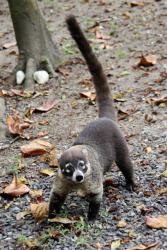 Un coati à Cabo Blanco