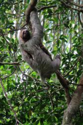 Un paresseux à Manuel Antonio