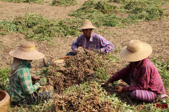 Champ de cacahuètes dans un village du fleuve Irrawaddy