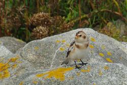 Une Bruant des neiges en provenance du Grand Nord