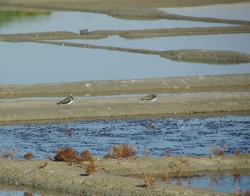 Deux Vanneaux huppés au repos dans les marais salants.