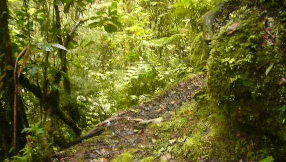 un chemin dans la jungle de La Merced