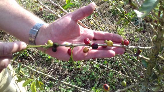 le café biologique pousse dans la finca de Don Jesús