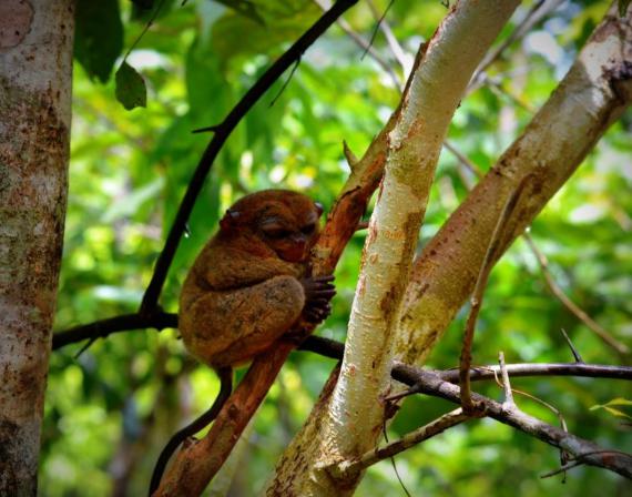 Tarsier