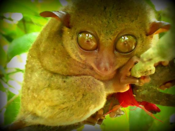 Tarsier